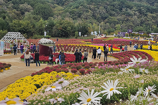 인제가을꽃축제