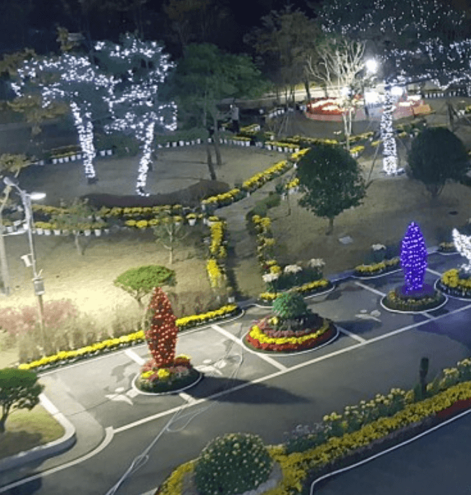 양산 국화축제 기간