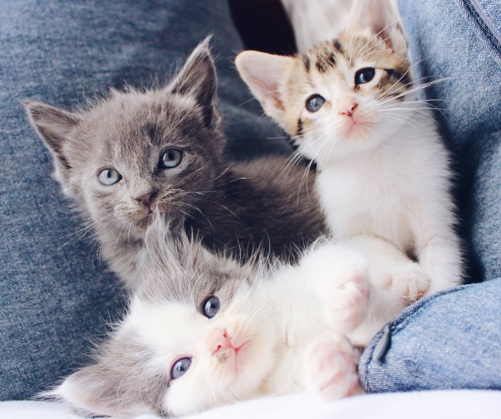 고양이들 애정 표현 관련 사진