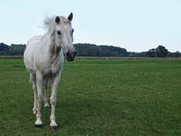 말이 나오는 꿈