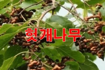 헛개나무 효능 10가지 건강에 좋은 식물 정보_19