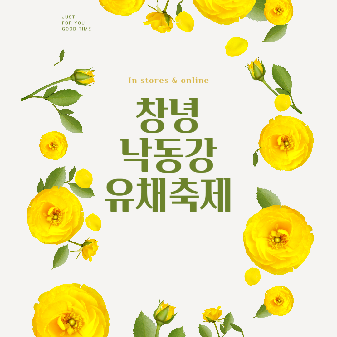 창녕 낙동강 유채축제 일정 주차 명소 총정리