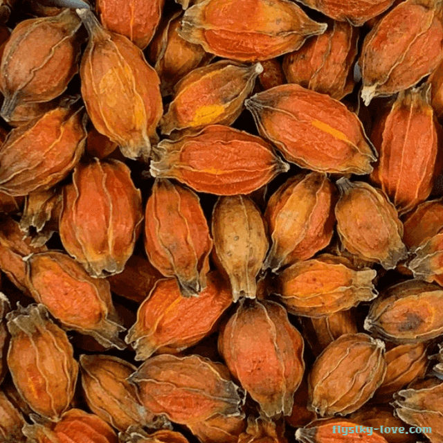 천연수면제 치자