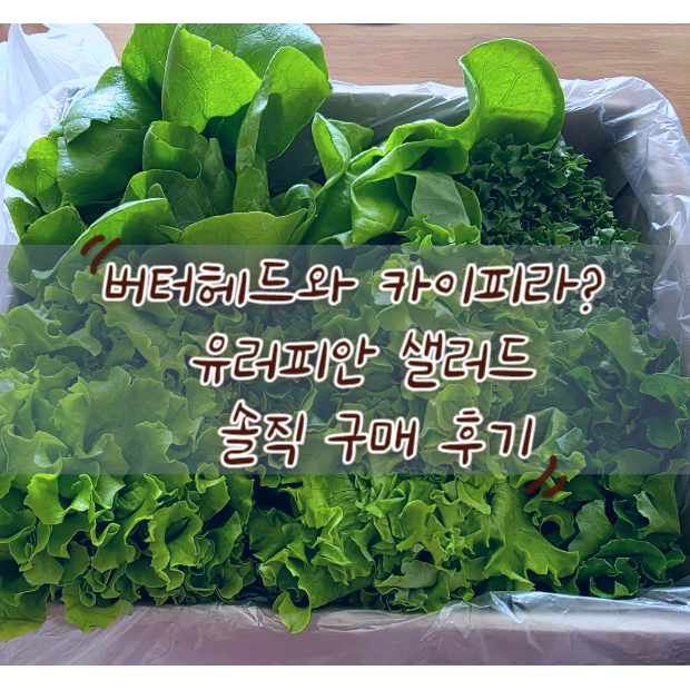 버터헤드와 카이피라? 유러피안 샐러드 솔직 구매 후기