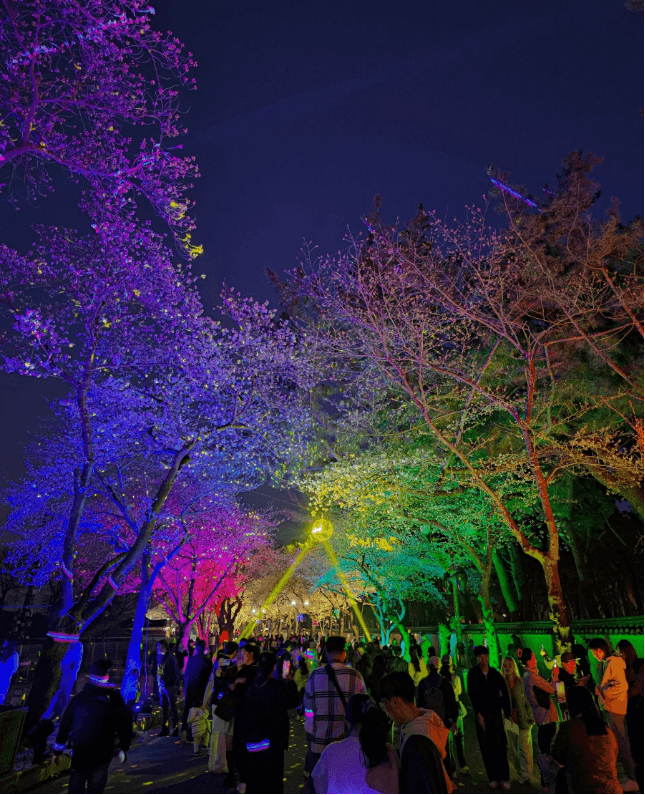 경주 벚꽃 개화 시기 및 축제 및 명소와 관련된 사진