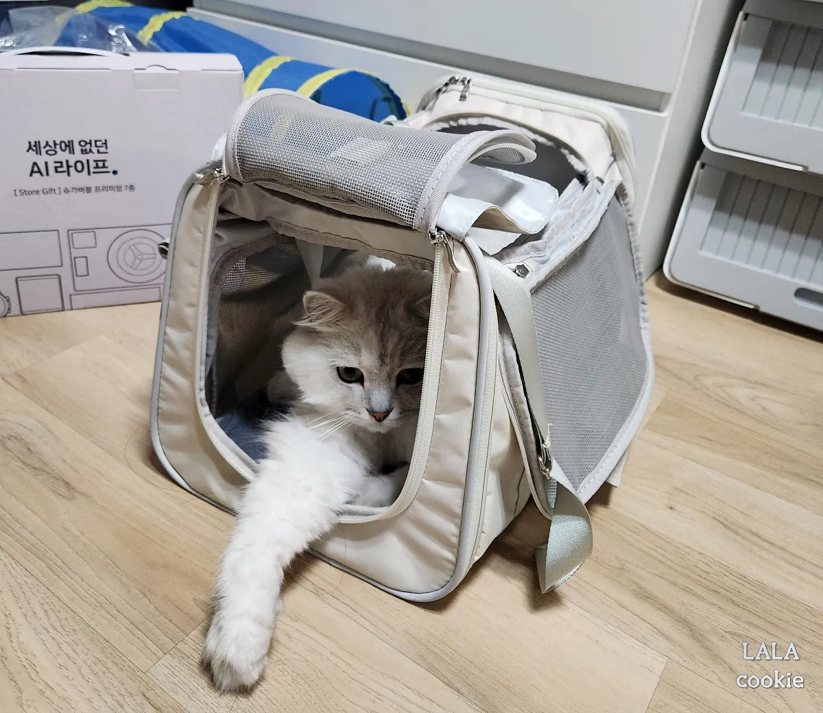 고양이-이동장-추천-천소재-이동장에-들어간-고양이