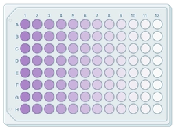 MTT assay