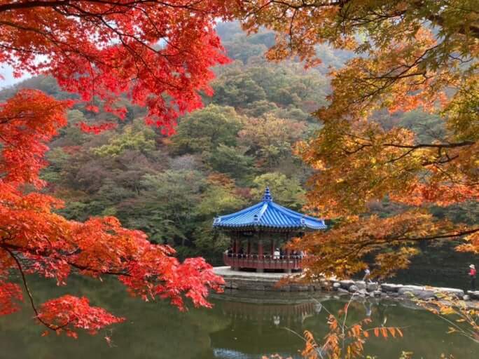 2025 내장산 단풍축제 일정 및 절정시기 주변명소 맛집 사진