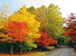 지역별 유명산 단풍 절정