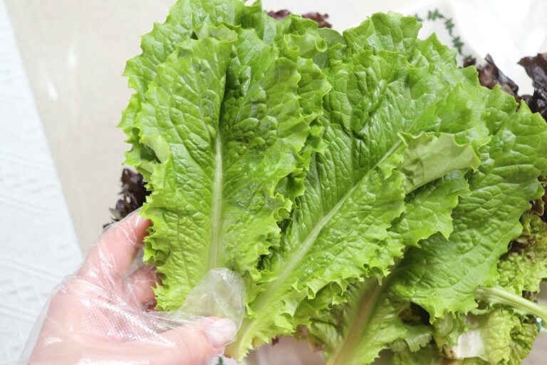 상추 효능 10가지 및 부작용과 상추 세척법