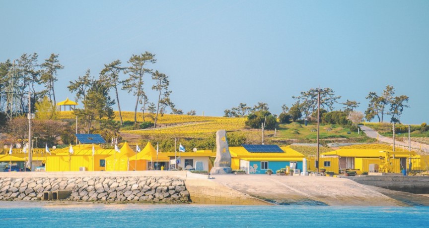 신안 선도 수선화 축제