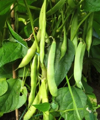 콩 재배 파종 깊이 잡초 억제 멀칭 가뭄 대비_6