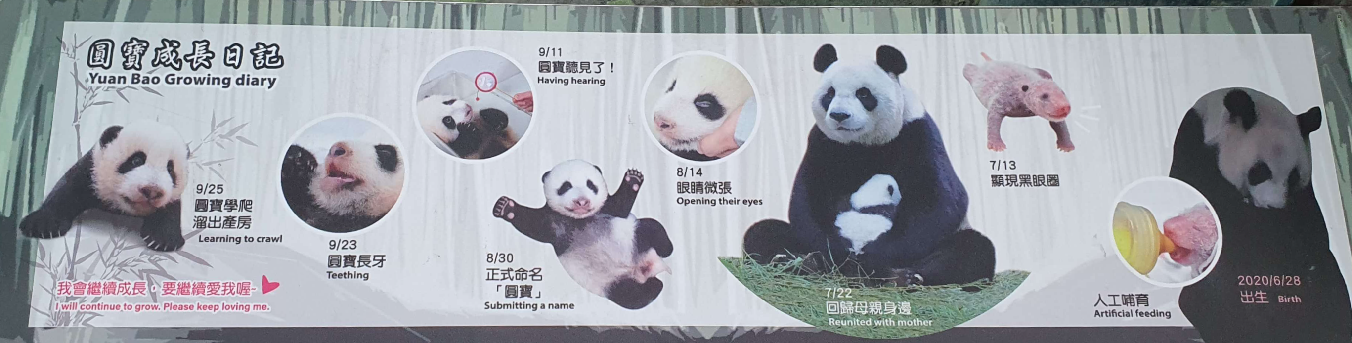 대만 판다_위안바오 성장과정