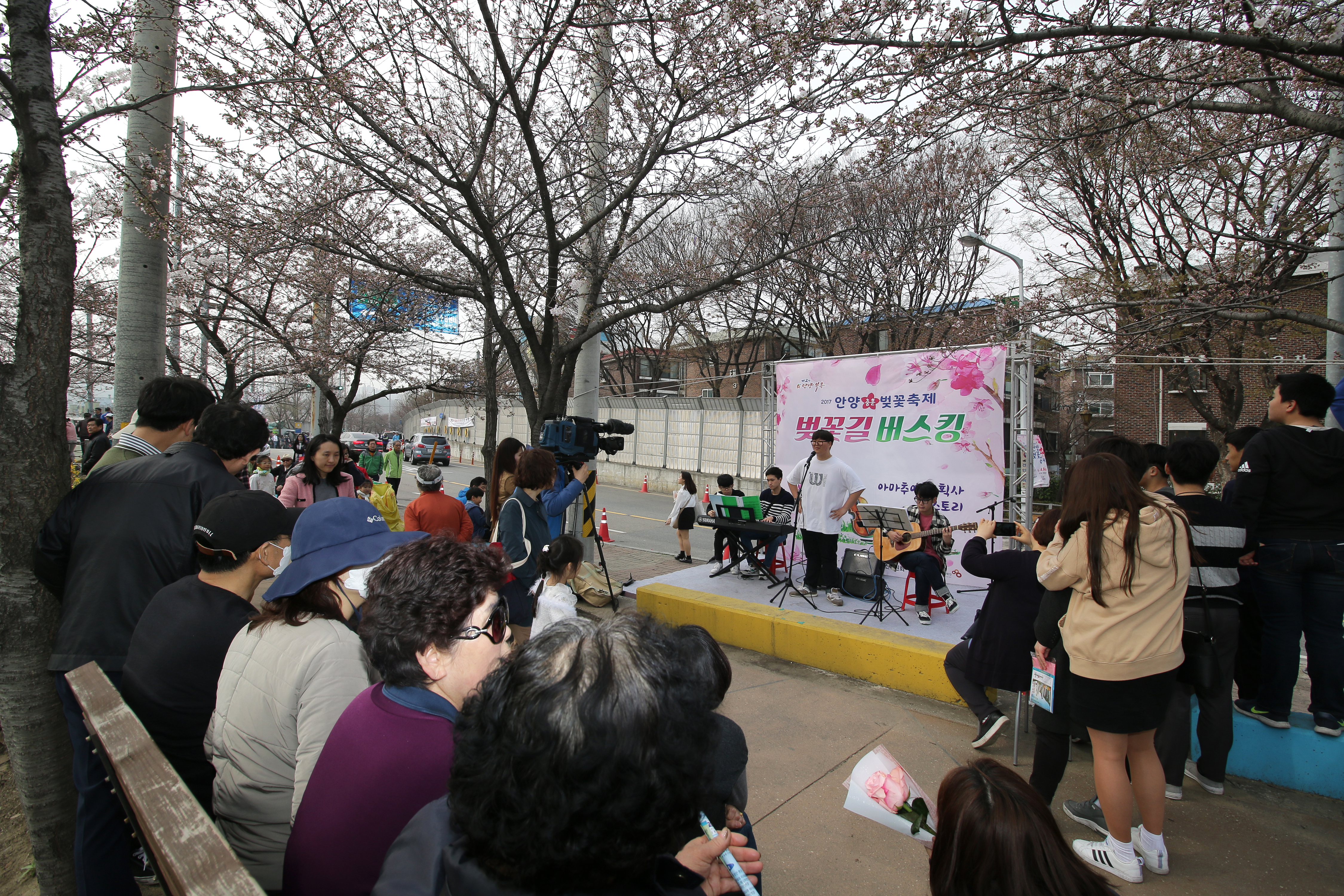 벚꽃 개화 시기 확인