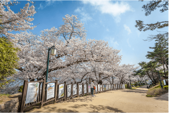 전국 지역별 벚꽃 명소 (2024년)