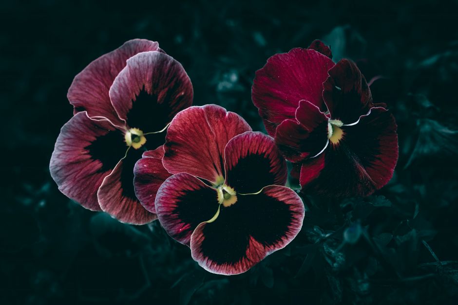 Captivating close-up of dark red pansies showcasing their vibrant petals.