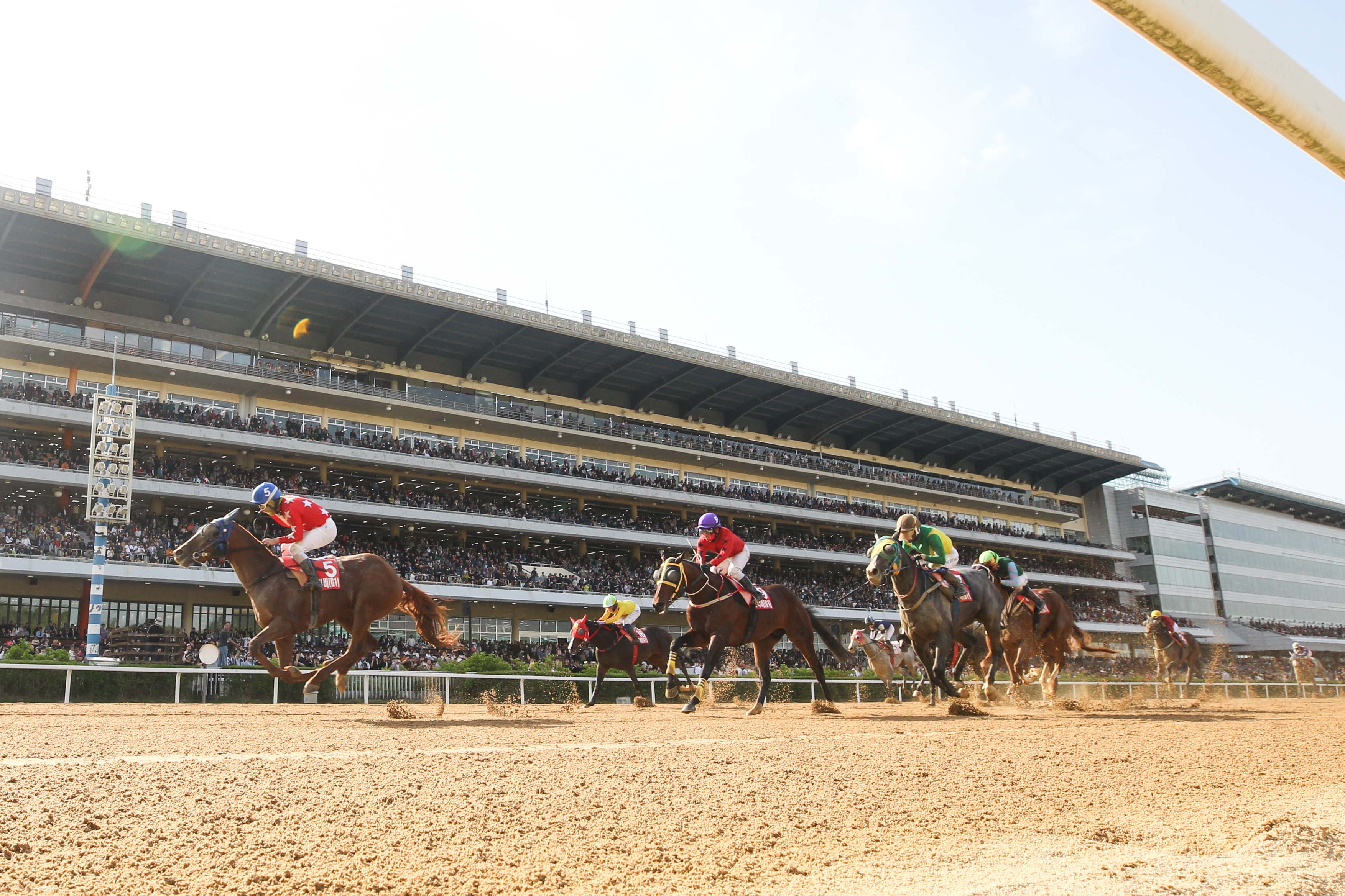 2024년 코리안더비 결승선 장면 - 우승마 은파사랑