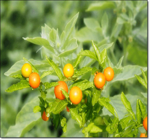 식물을 보호하는 글리코사이드 기능