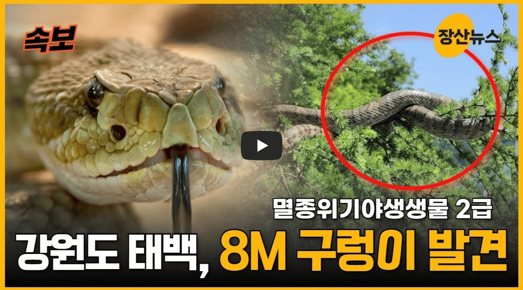 태백 구렁이