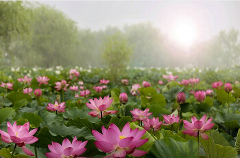 부여서동연꽃축제_9