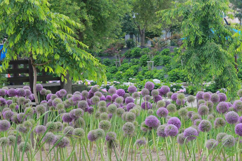 유구색동 수국축제