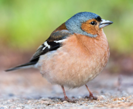 조류 vs 양서류, 입양 시 고려사항은?