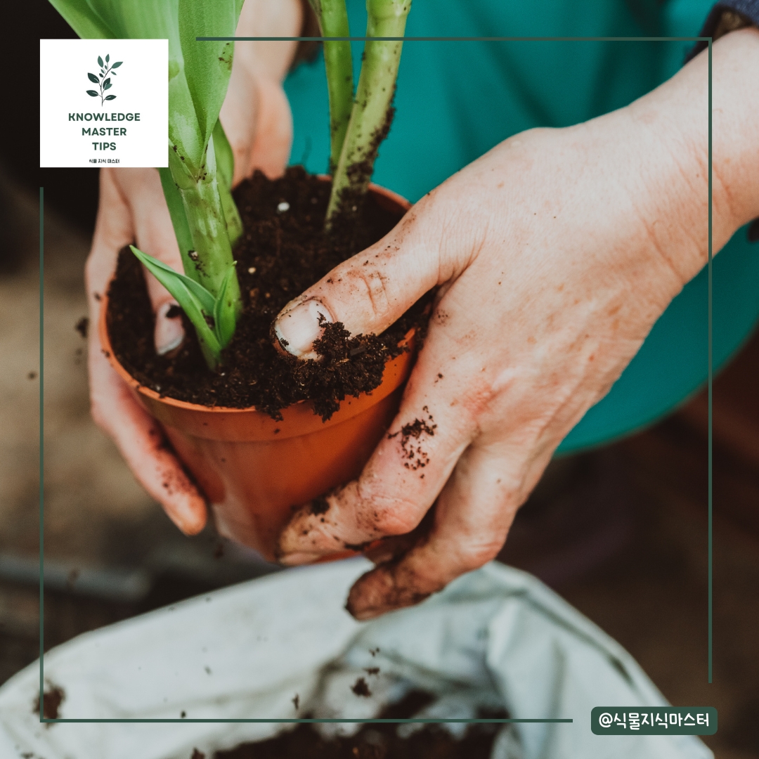 분갈이 실수 - 흙을 너무 꽉 누르거나 전혀 누르지 않기