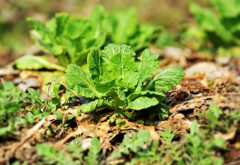 곰보배추 파종시기와 거름 주는 방법 알아보기 1