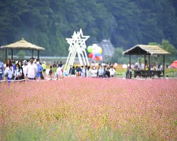 평창 백일홍 축제_29