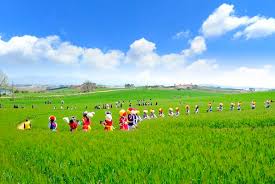 고창 청보리밭 축제