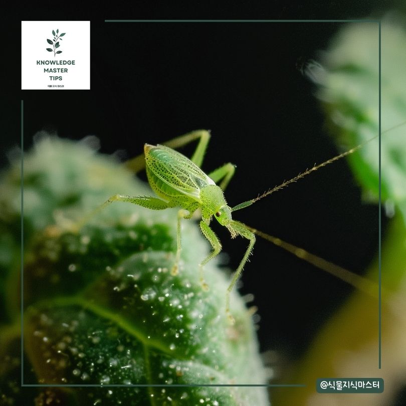 예방하기 - 진딧물 방지를 위한 식물 관리 팁