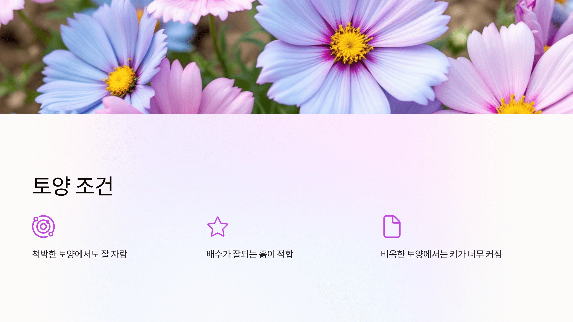 코스모스 사진입니다.