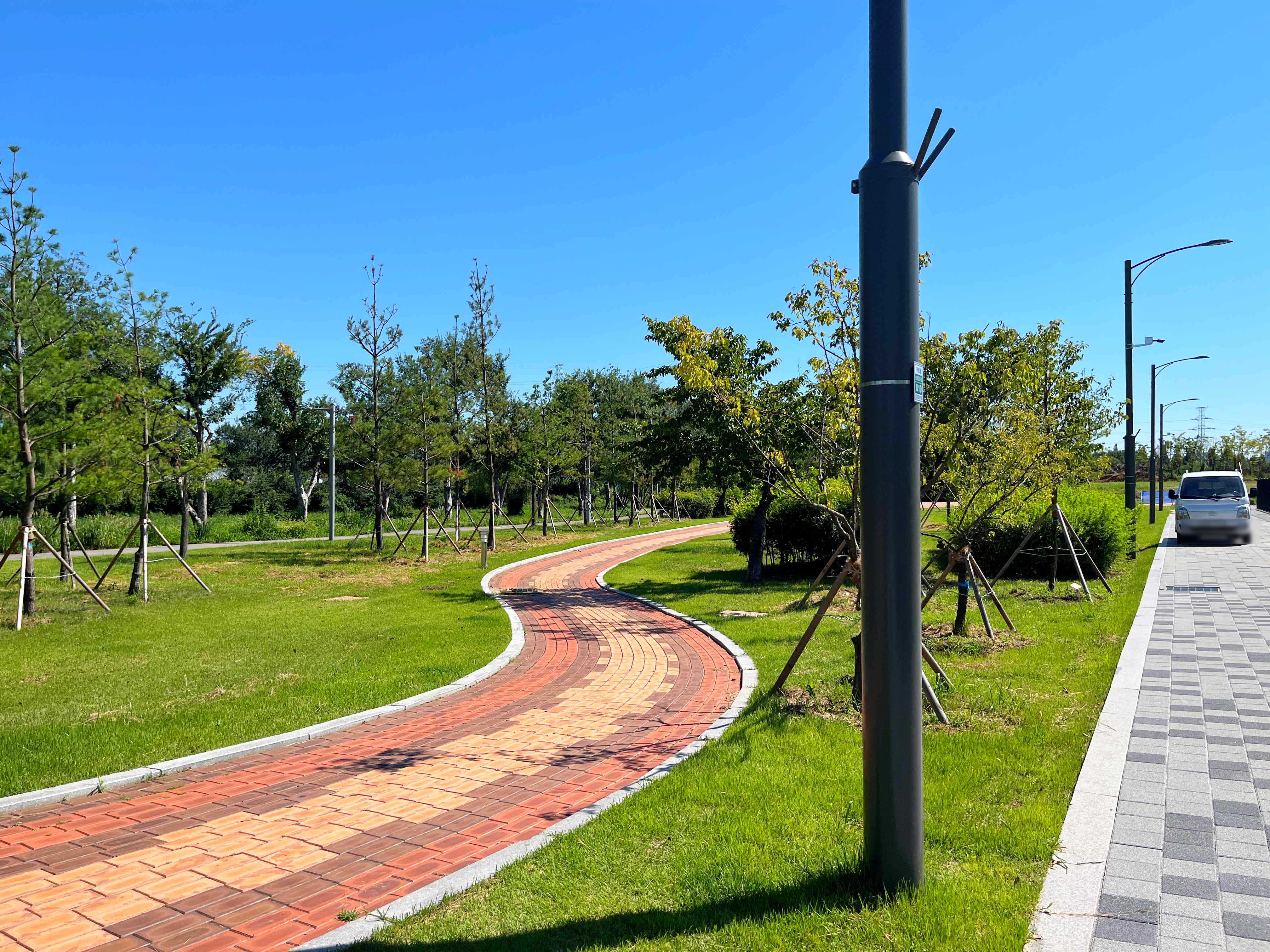 인천 선학동 메밀꽃