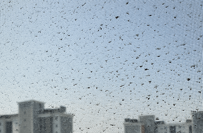 유리창_먼지 유리창_먼지