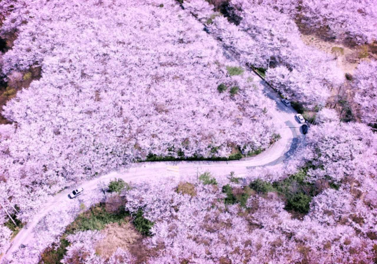 부산 황령산 벚꽃 명소