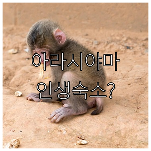 교토 아라시야마 여행 숙소 베스트 5..