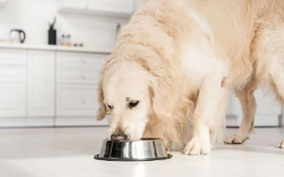 개와 식사를 하다.