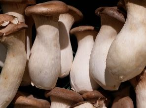 꽃송이버섯 효능 먹는방법 가격