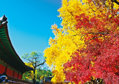 [정원수목]한옥 정원에 어울리는 한국 전통 수목 10가지