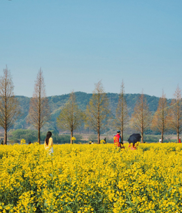 창녕 낙동강 유채축제 완벽 가이드: 대한민국 대표 봄꽃 축제