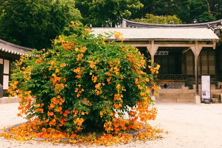 2025 비체올린 능소화축제 ! 제주 여름 꽃 & 능소화 축제: 주홍 빛 꽃비 속에서 만나는 감성 여행!