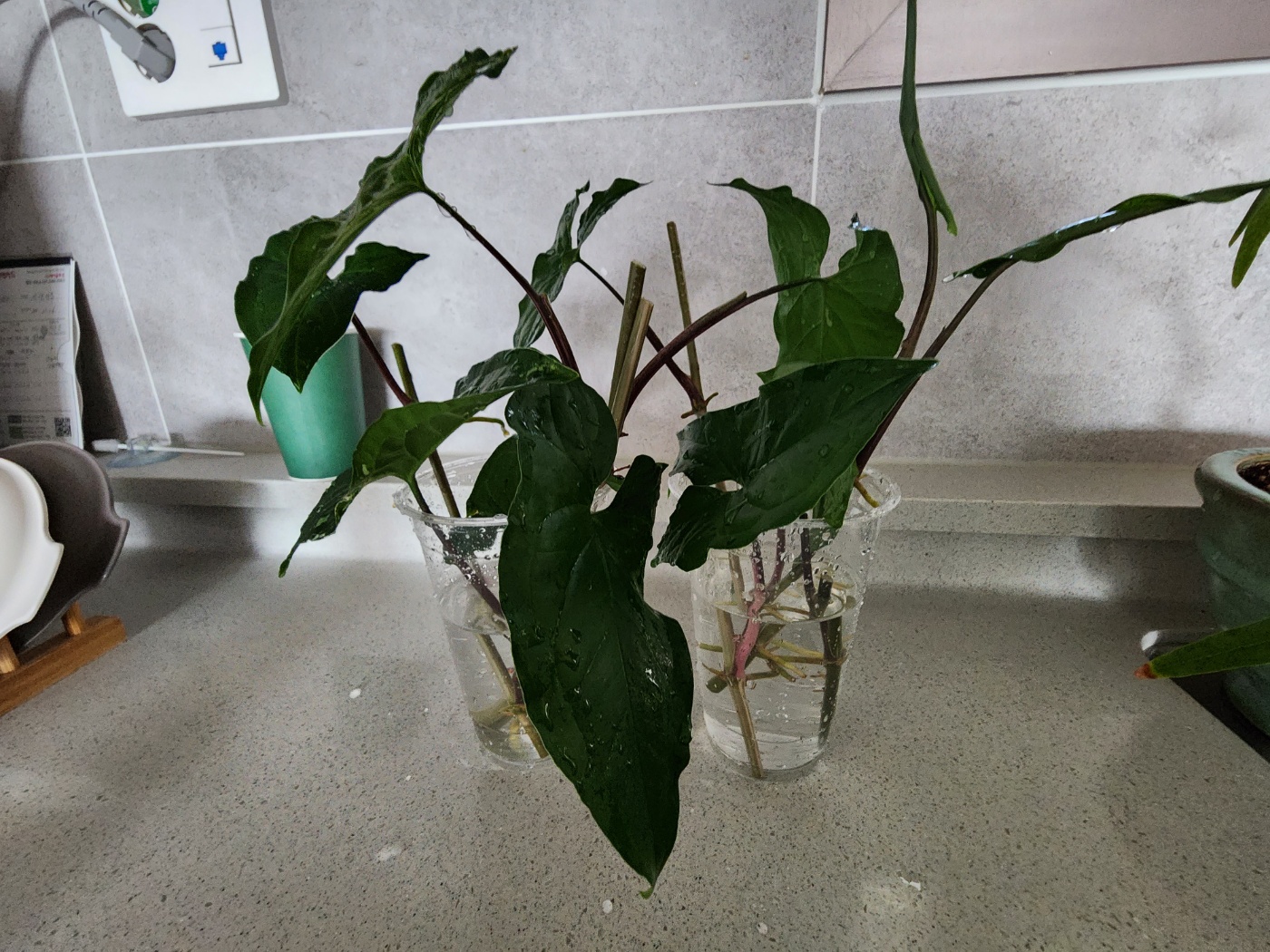 모두잘라서 물꽂이해주어요
