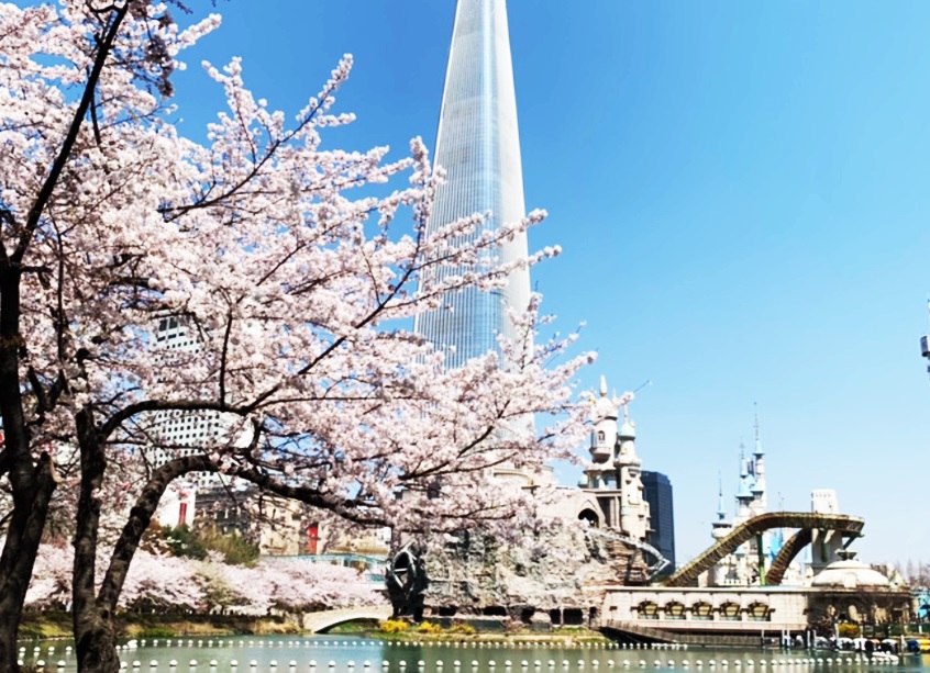 잠실 석촌호수 벚꽃길