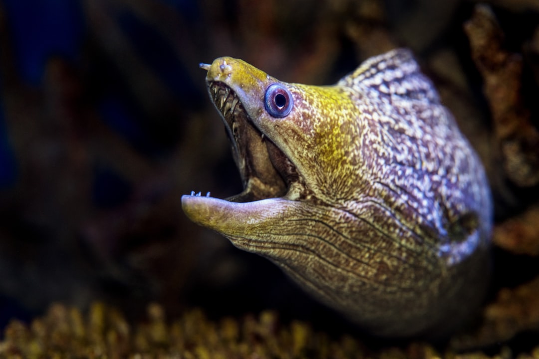 Eel