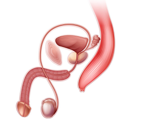 전립선비대증_원인_증상_치료방법