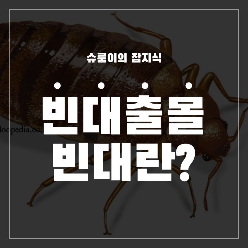 빈대란?