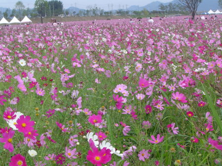 경주 코스모스축제