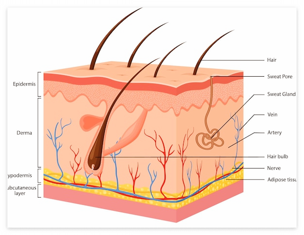 땀이-많이-나는-이유