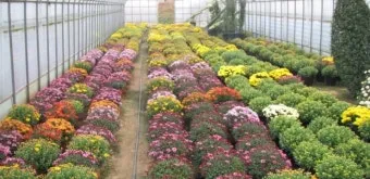 국화 재배 절화용 키우기 생장 조절 개화 유도_3