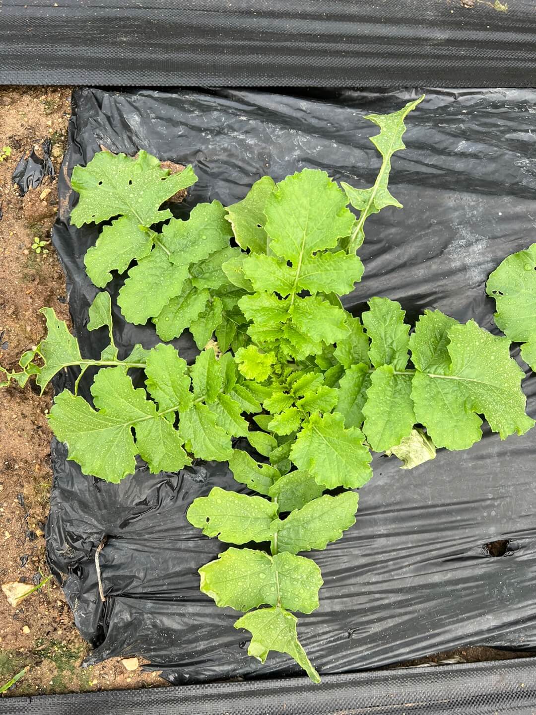 김장 무 파종 4주후